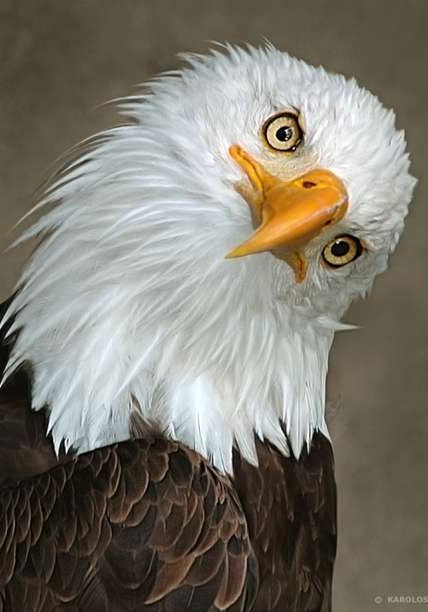 Eagle_Original_Tilted