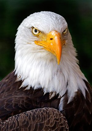 harry-eagle